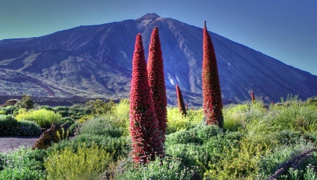 Marody Tenerife House 엘메다노 외부 사진
